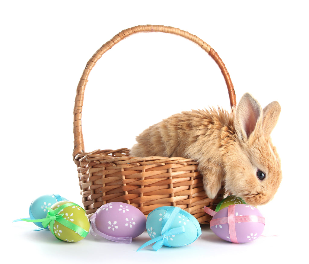 Ever wondered why bunnies are associated with Easter
